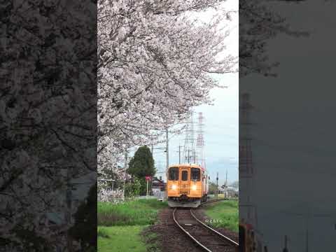 樽見鉄道　美江寺駅　桜と２連 #鉄道