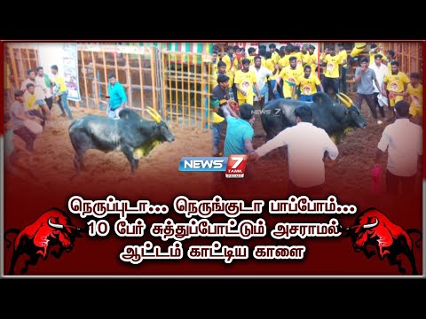 நெருப்புடா... நெருங்குடா பாப்போம்...10 பேர் சுத்துப்போட்டும் அசராமல்ஆட்டம் காட்டிய காளை