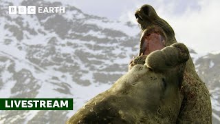 🔴 LIVE: 50 of the Greatest Fights in the Animal Kingdom | BBC Earth