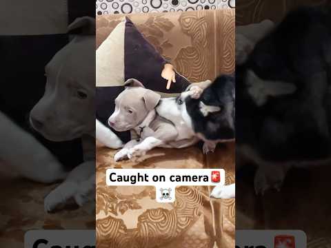 Husky attacked Bully dog🚨☠️ #shorts #dog #husky #bullydog | review reloaded