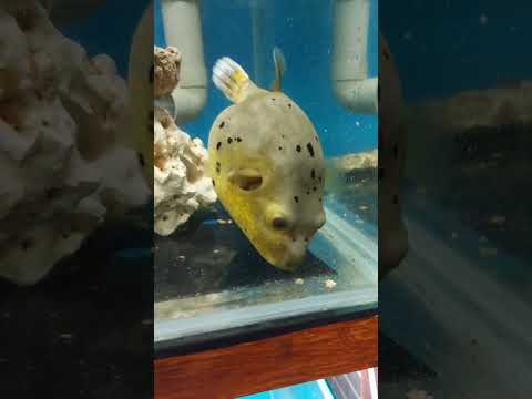 黃腹黑點狗頭吃飯啦 Arothron nigropunctatus 河豚.Pufferfish #餵食 #feeding #pufferfish #河豚 #fishtank  #aquarium #魚