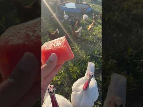 Watermelon For The Mixed Flock On A Texas Summer Day #TexasHeat #backyardhomestead