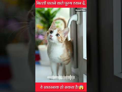 बिल्ली पालने वाले पुरुष ध्यान दें, ये खतरनाक हो सकता है!| Cat unknown fact| #shorts #ytshorts