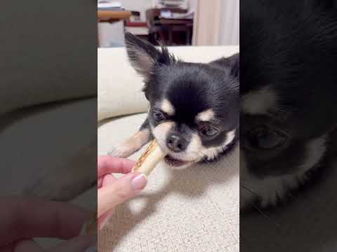 鹿の角遊ばないなら回収するよー。#shorts #チワワ #chihuahua #funnydogs #dog #pets#amimals #いぬ #いぬのいる生活