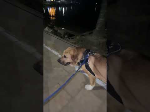 🇪🇸Guapo Walking Ibiza on a Cool December Night | San Antonio Bay 🏝️