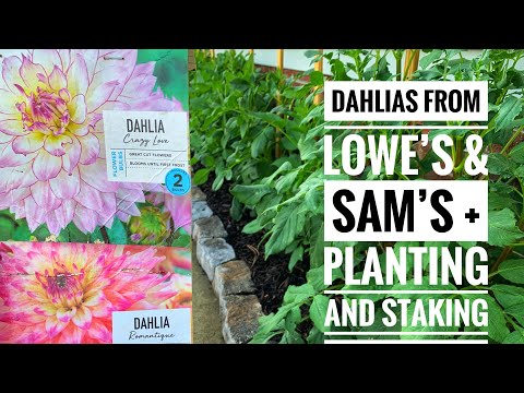 Planting Dahlias from Lowe’s, Sam’s, & Tractor Supply + staking them