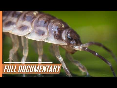 Exploring the Untamed Wilderness of Our Homes | Full Documentary