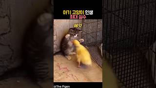 아기 고양이 인생 최대 실수 #동물 #고양이 #오리