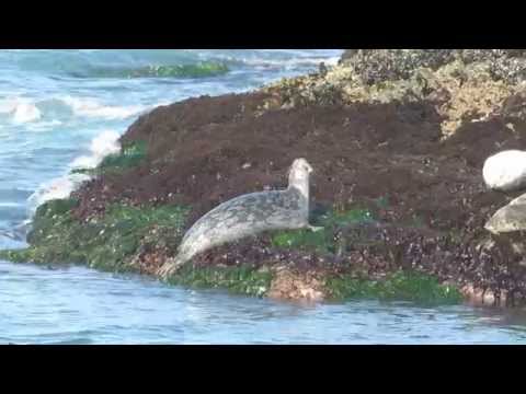 What a Harbor Seal does after a eating a few pounds of sushi.