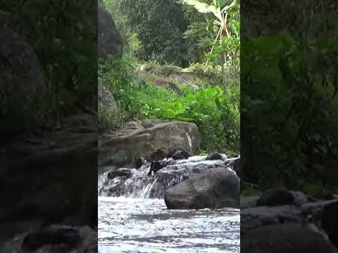 Soothing sound for sleep and meditation #nature #soothingsound #relaxing #riversounds #shorts