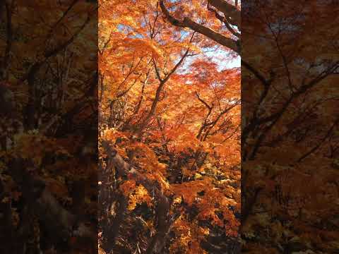 燃えるように美しい…こんぴら奥の院「箸蔵寺」の紅葉