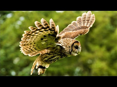 TAWNY OWLS 👀 Calling & Mating