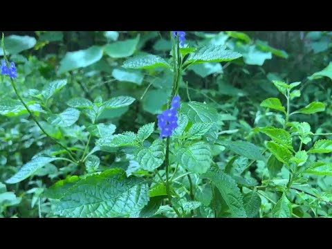 아름다운 피아노음악 모음 🌲하루10분 만병을 치료 해주는 힐링 명상 기치료 음악 및 영상 - 아침음악, 힐링음악, 명상음악, 스트레스해소음악