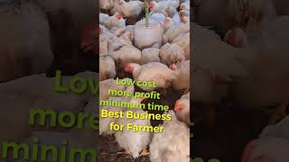 chicken  🐔  farming is best business for farmers.  #farmers #business #shorts #youtubeshorts