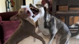 Lapponian Herder Mix Corrects Pitbull Puppy