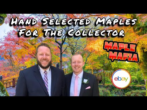 Maple Mafia eBay Breakdown for January 5, 2025  | Hand Selected Japanese Maples For The Collector