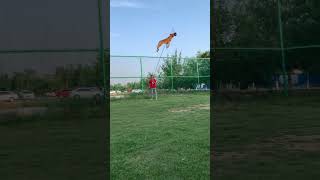 Belgian Malinois Jump Training #dogtraining #shepherd #dogtraining #dog #puppy #malinois jumping