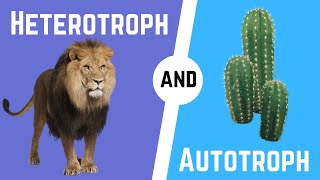 Autotrophs and Heterotrophs