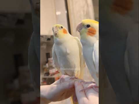 Awww! This little singer is so cute, it might just steal the show! 🥰🎶🦜 #cockatielscraze #birdsinging