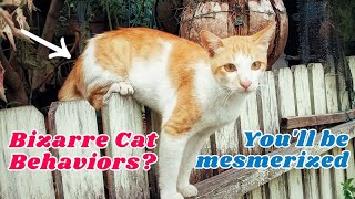 Top 10 Bizarre Cat Behaviors Explained – You Won't Believe #8!