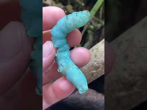 Watch my PET DINOSAUR eats a BLUE CATERPILLAR?! Chinese Crocodile Lizard! #shorts