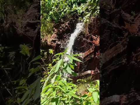 Chikmagalur Chandradrona hills, Mullayanagiri. 💚