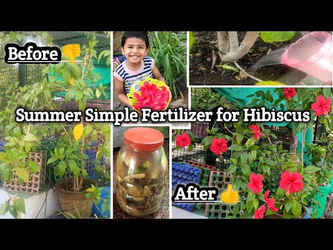 சாப்பிட்டு வேஸ்ட் என்று தூக்கி போடாம அதை உரமாக மாற்றலாம்🤩hibiscus plant fertilizer for more flowers