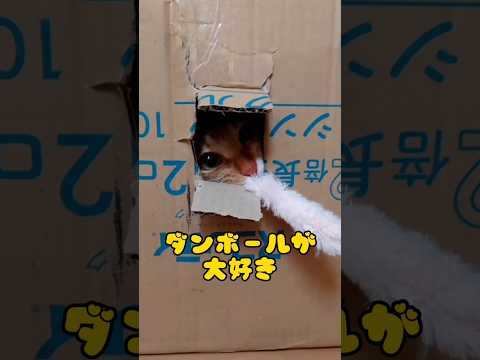 【衝撃】想像を遥かに超えてきた。#shorts #猫 #cat #ねこ