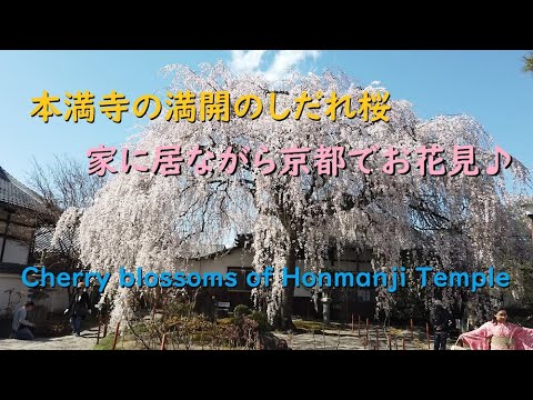 京都へ花見に行ったつもり、本満寺の満開のしだれ桜2020【Cherry blossoms of Honmanji Temple of Kyoto.】