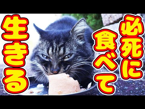 すごい勢いで必死に食べてほっと安心する表情を見せたモフモフの猫 さくらねこと野良猫への給餌 癒され野良猫動画 感動猫動画