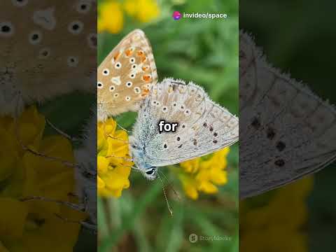 Amazing Butterfly Facts #youtubeshorts #facts #didyouknow #animals #butterfly #learning #nature