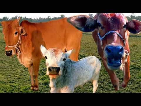 cow video, cow mooing, cow video, cow funny animals, big cow video,cow cow