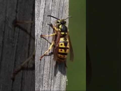 European hornet #bee#wasp#shorts#viral#sound#nature#forest