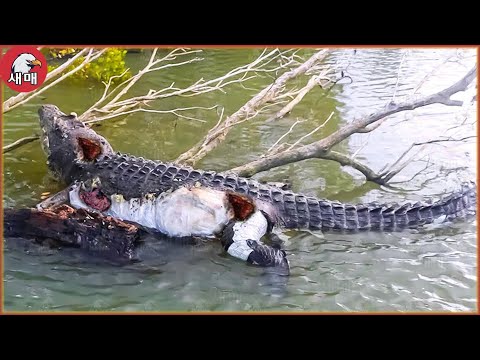 비참한! 부상당한 악어와 동물들은 목숨을 걸고 싸운다 | 싸우는 동물