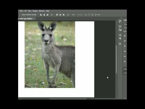 Kangaroo glowing effect in Photoshop version #freephotoshop #shorts  #photoshoptutorial