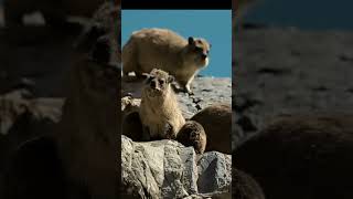 "Rock-Hopping Wonders: All About the Fascinating Dassie"#nature #discovernature #facts