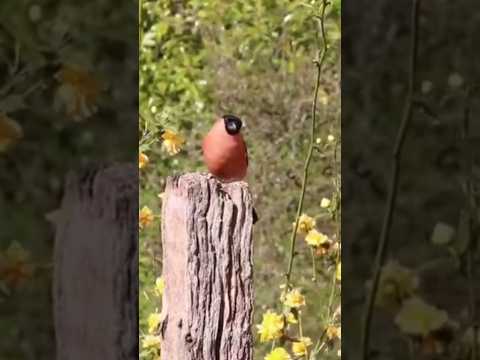 Beautiful forest bird | bird chirping #shorts#viral#cute#subscribe