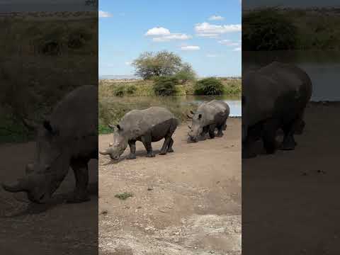 White Rhinos in Nairobi National Park, August 2024