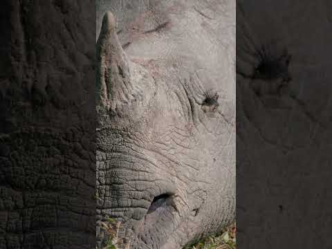 Sunbathing Indian Rhino: A Majestic Moment in Kaziranga National Park #wildlifefilmmaker