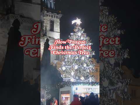 How Prague Finds the Perfect Christmas Tree