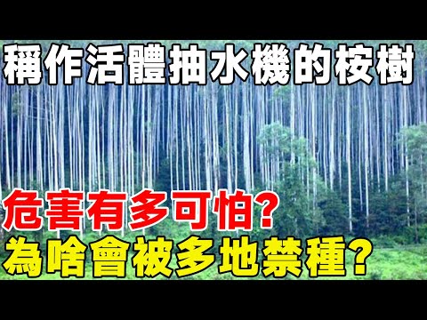 稱作活體抽水機的桉樹，危害有多可怕？ 為啥會被多地禁種？#科普頻道 #科普