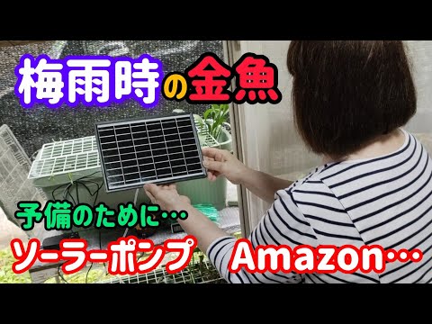 [金魚飼育]　屋外らんちゅう水換え　梅雨時は　ソーラーエアーポンプは動いているのか？屋外飼育の金魚達エアーは大丈夫…#goidfish