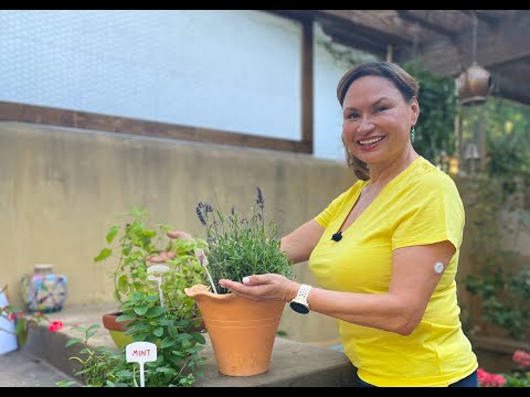 🌿 3 Easy Herbs to Grow in Pots / Lemon Balm, Lavender, Mint / Gardening with Diabetes 🌿