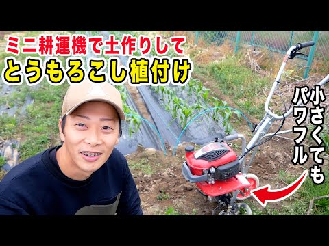 ミニ耕運機で土作りしてトウモロコシ植付け　小さいけどパワフルなプチなの紹介