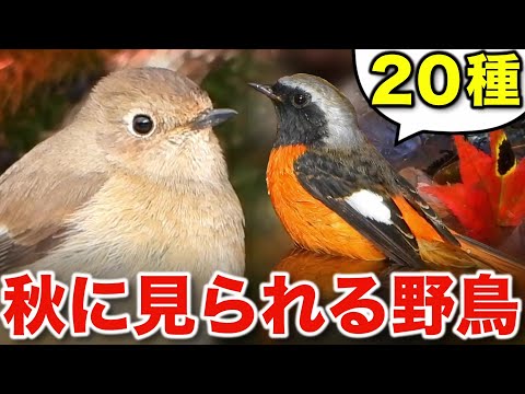 秋の自然が楽しくなる！豊かな野鳥たちをじっくり解説します！