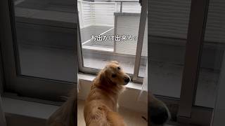 雨の日の切ない愛犬に涙がこぼれ落ちる#shorts