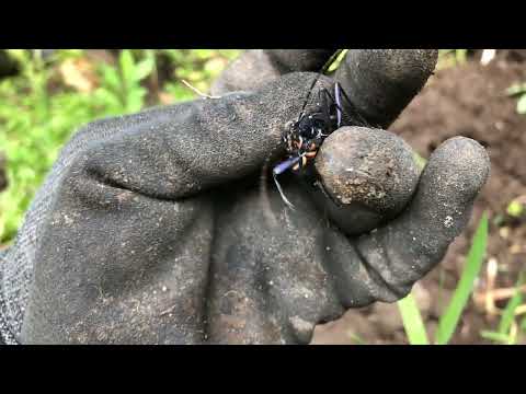 ヒメマイマイカブリ(モンローマイマイ)/Damaster blaptoides oxuroides