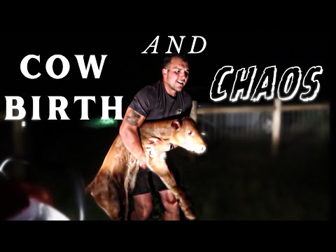 COW BIRTH & CHAOS -  Our Newborn Calf Gone Missing!