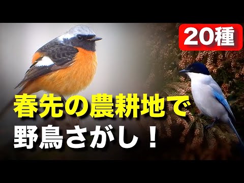 恋する野鳥たちを観察してみよう！