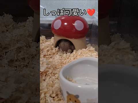 ハムスターのしっぽが可愛すぎる（ピク）#ハムスター #しっぽ#可愛い#癒し#hamsters #手乗りハムスター #cute